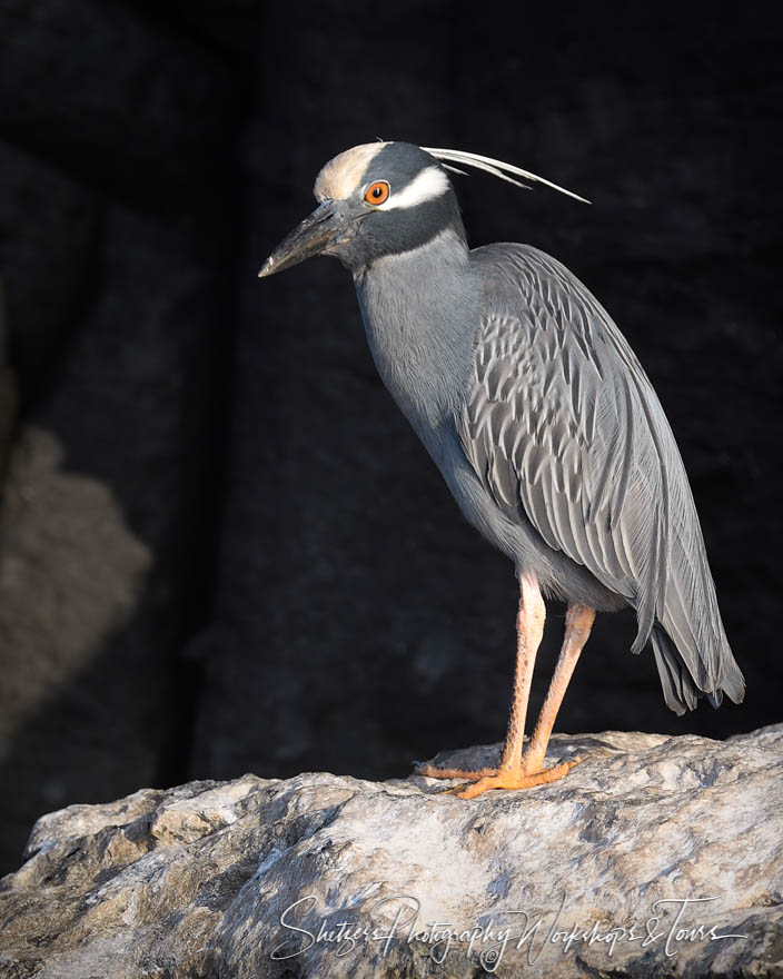 Galapagos Yellow Crested Night Heron 20200303 162215