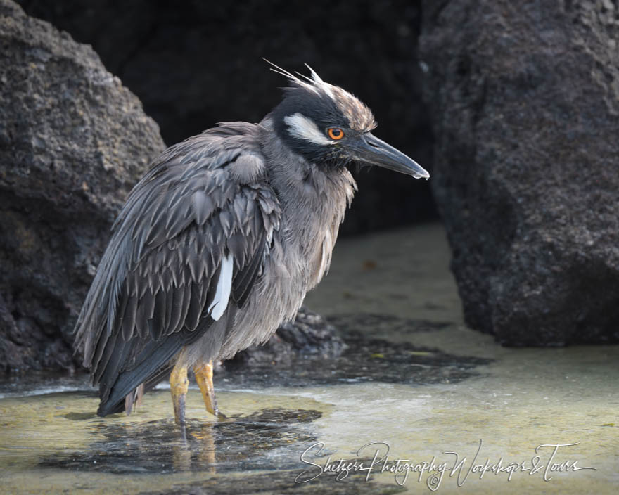 Galapagos Yellow Crowned Night Heron 20200303 074257