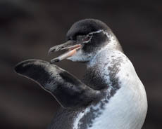 Galapagos Two-Week Photo Workshops