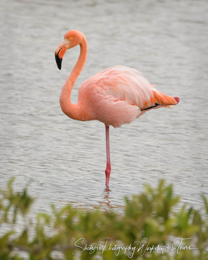 Graceful Flamingo 20200223 144750