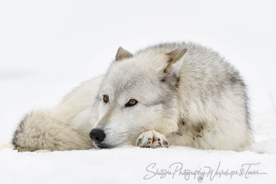Gray Wolf Curled Up