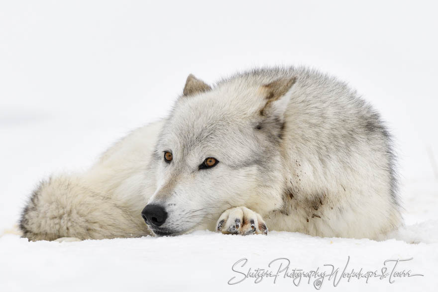 Gray Wolf Curled Up 20180107 103451