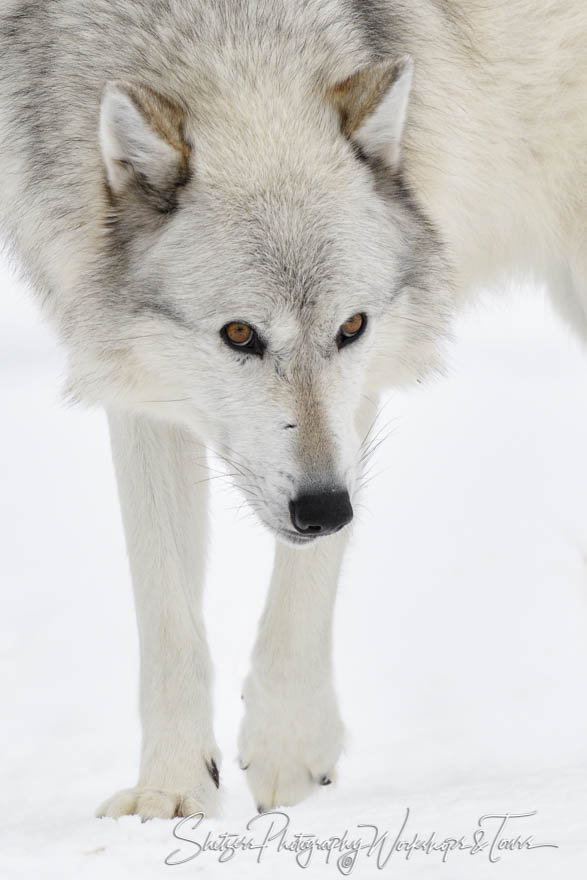 Gray Wolf in Yellowstone National Park 20180107 103321