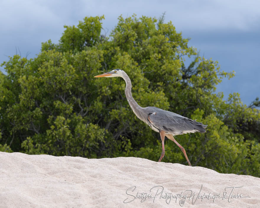 Great Blue Heron Walking 20200223 141849