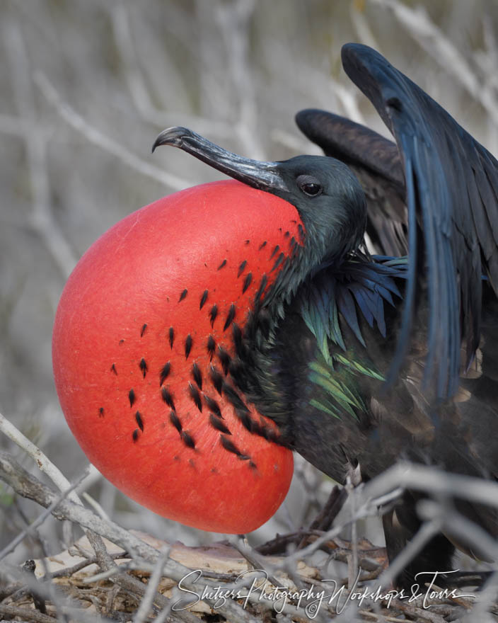 Great Frigatebird Close Up 20200303 151531