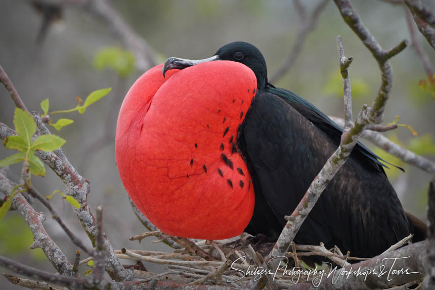 Great Frigatebird Mating Display 20200303 134107