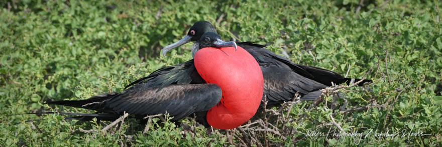 Great Frigatebird Pair in the Galapagos 20200303 071518