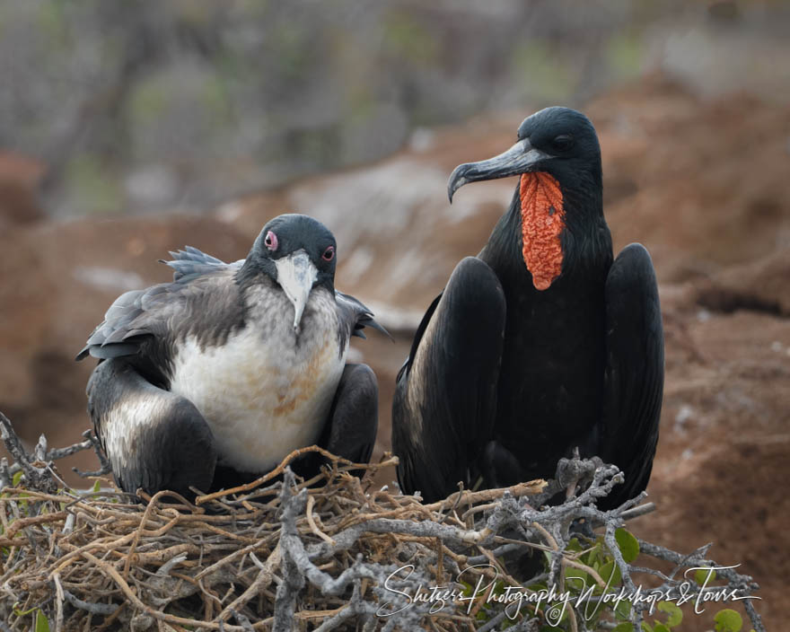 Great Frigatebird adult and chick 20200301 150750