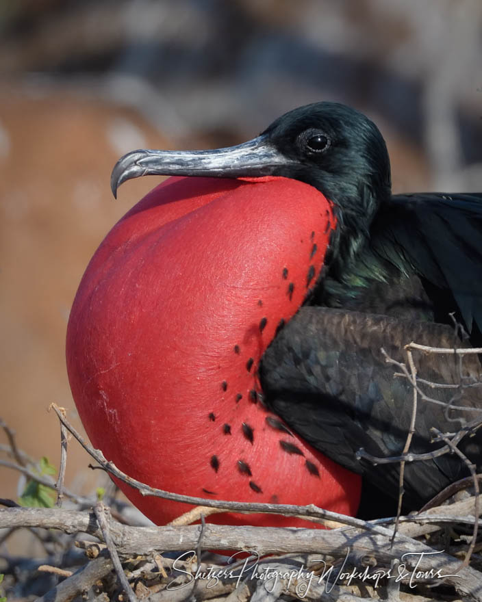 Great Frigatebird in the Galapagos Islands 20200301 153329