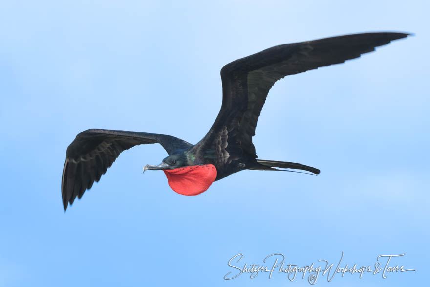 Great Frigatebird in the Sky 20200303 072254