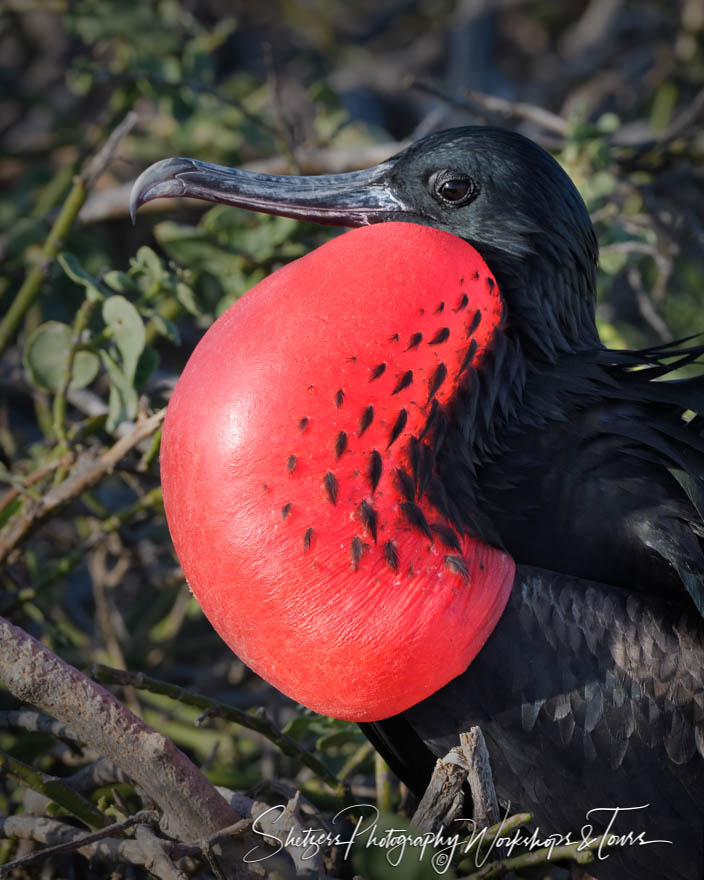 Great Frigatebird with Red Pouch Inflated