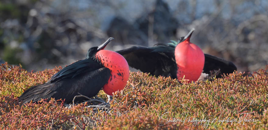 Great Frigatebirds with Pouches Inflated