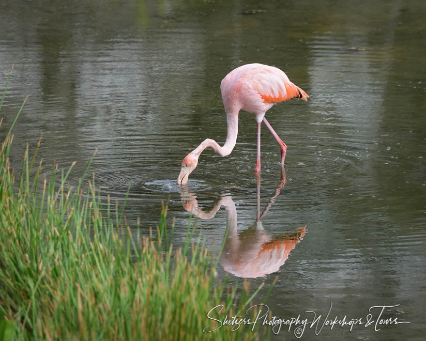 Greater Flamingo Fishing 20200228 073523