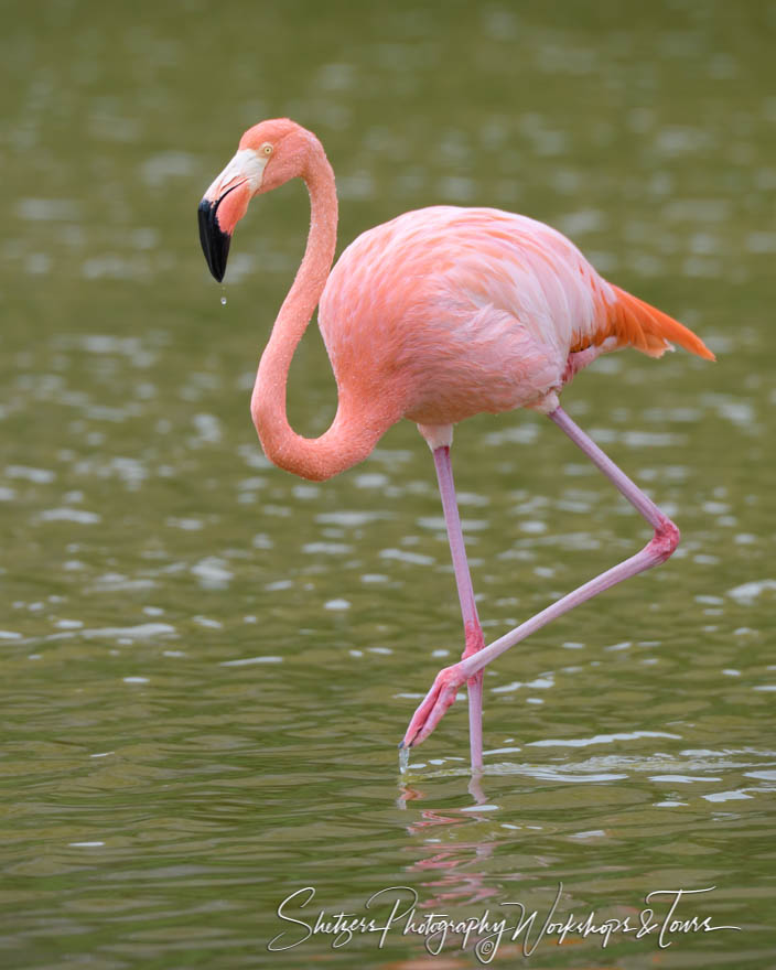 Greater Flamingo Foraging