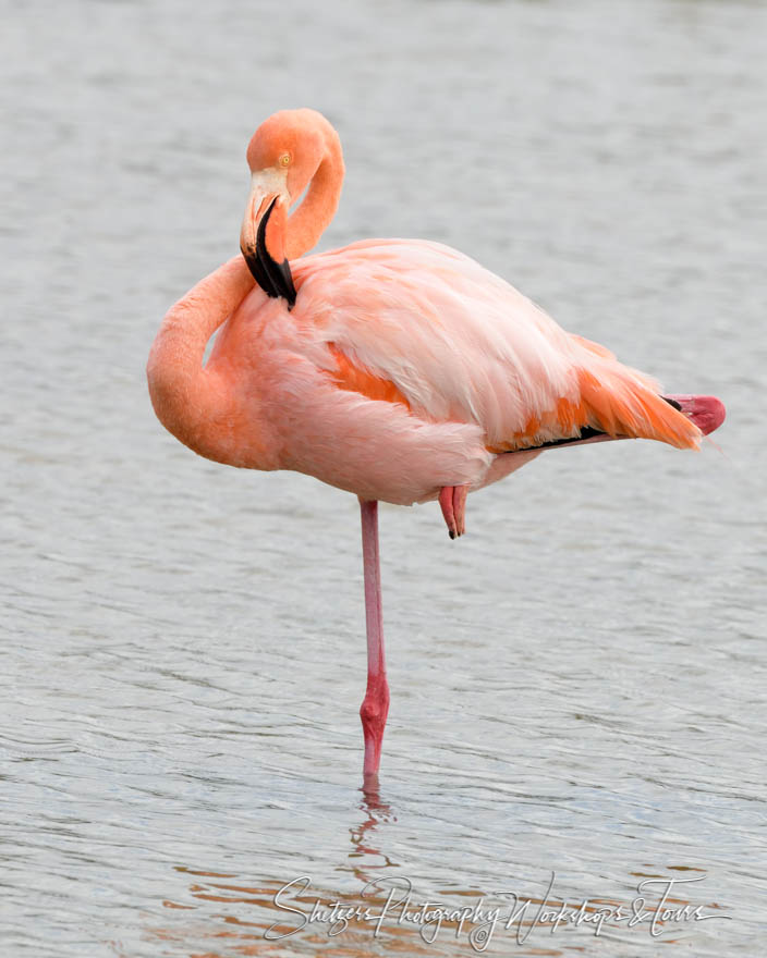 Greater Flamingo In Water