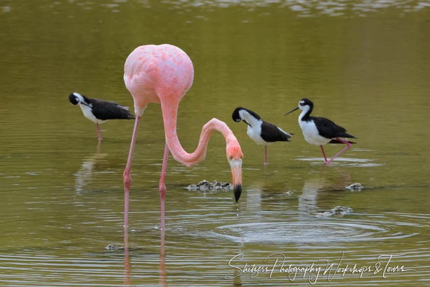 Greater Flamingo and Black Necked Stilts