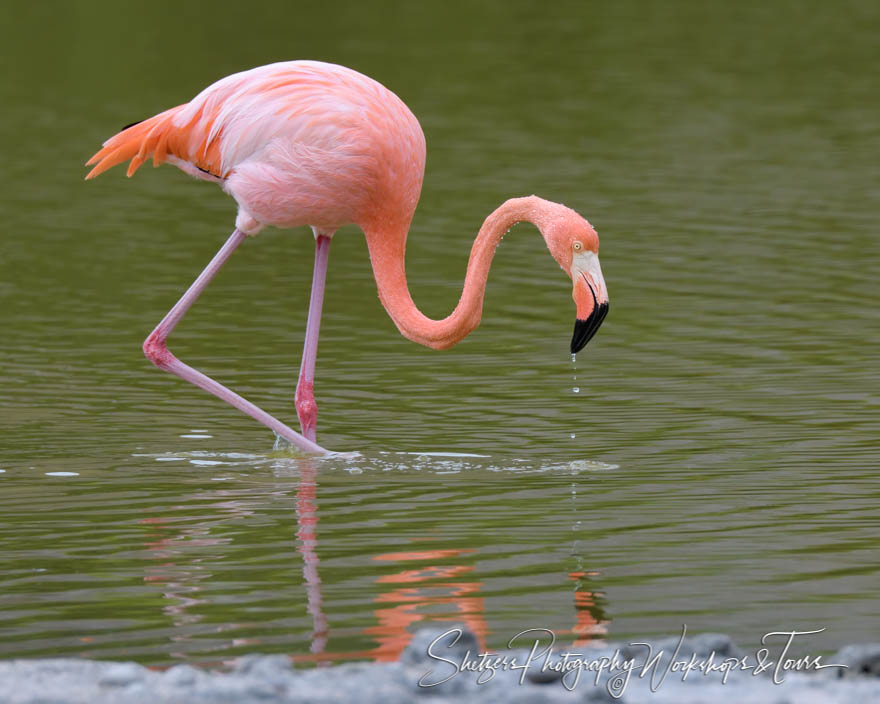 Greater Flamingo in Water