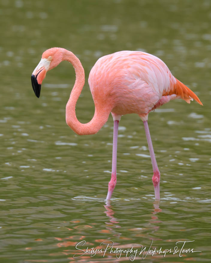 Greater Flamingo in the Galapagos Islands 20200304 123752