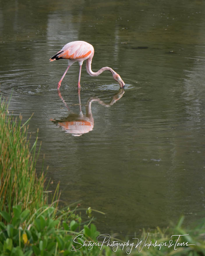 Greater Flamingo with Head in Water