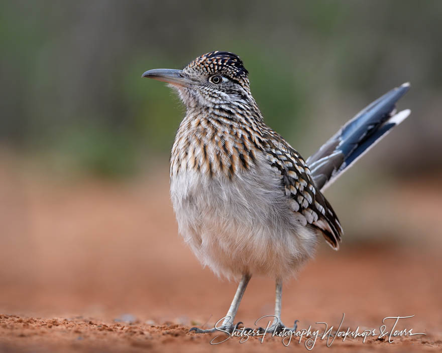 Greater Roadrunner Close Up 20180216 064724