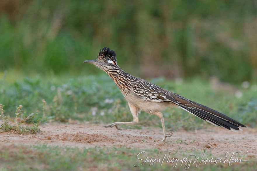 Greater Roadrunner in South Texas 20170326 203106