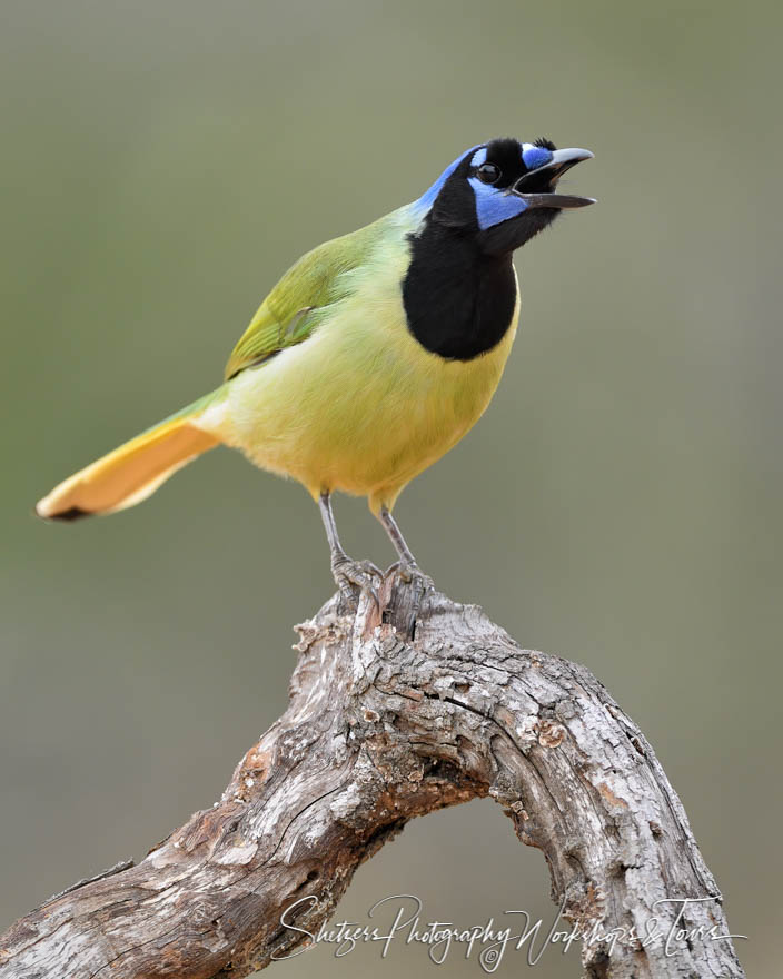 Green Jay on a Branch 20180212 133549