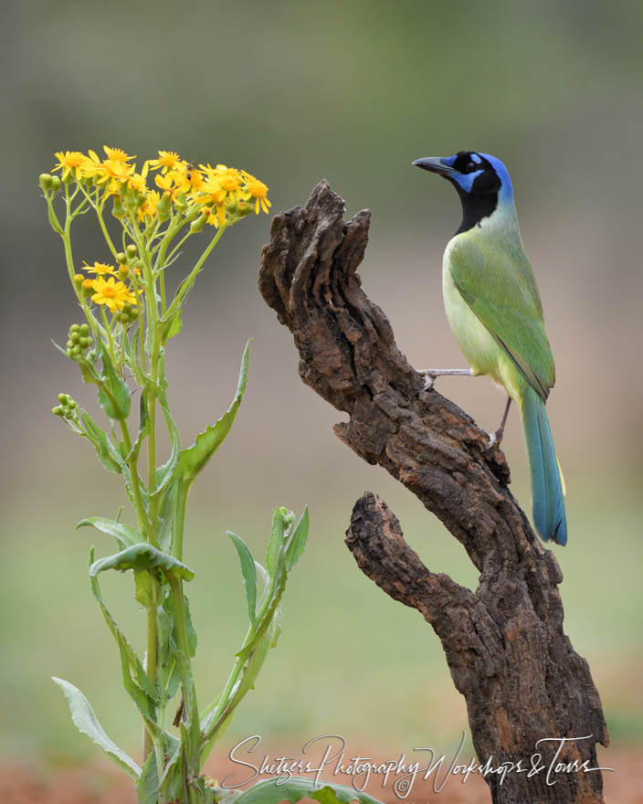 Green Jay with Flowers in South Texas