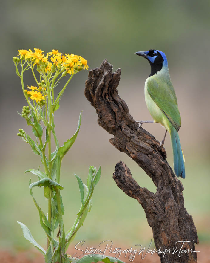 Green Jay with Flowers in South Texas 20180214 135205