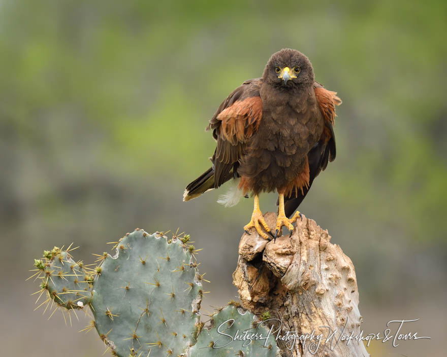 Harriss Hawk Looking at Camera 20190305 090030