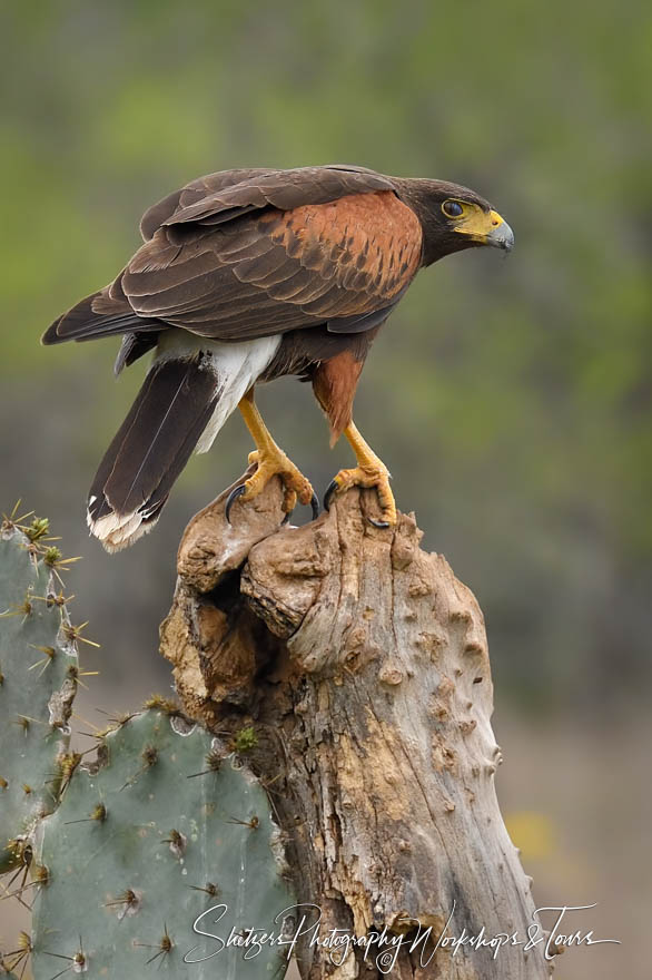 Harriss Hawk in South Texas 20190305 085252