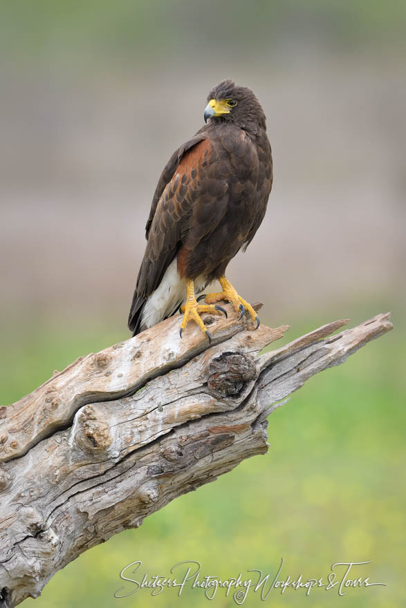 Harriss Hawk on Branch 20190305 093007