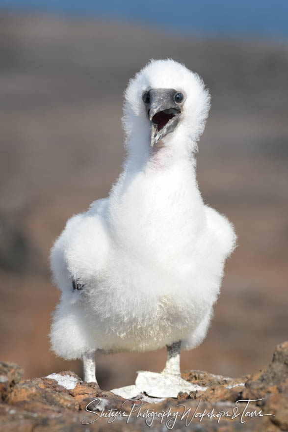 Juvenile Nazca Booby in Galapagos Islands 20200303 150207