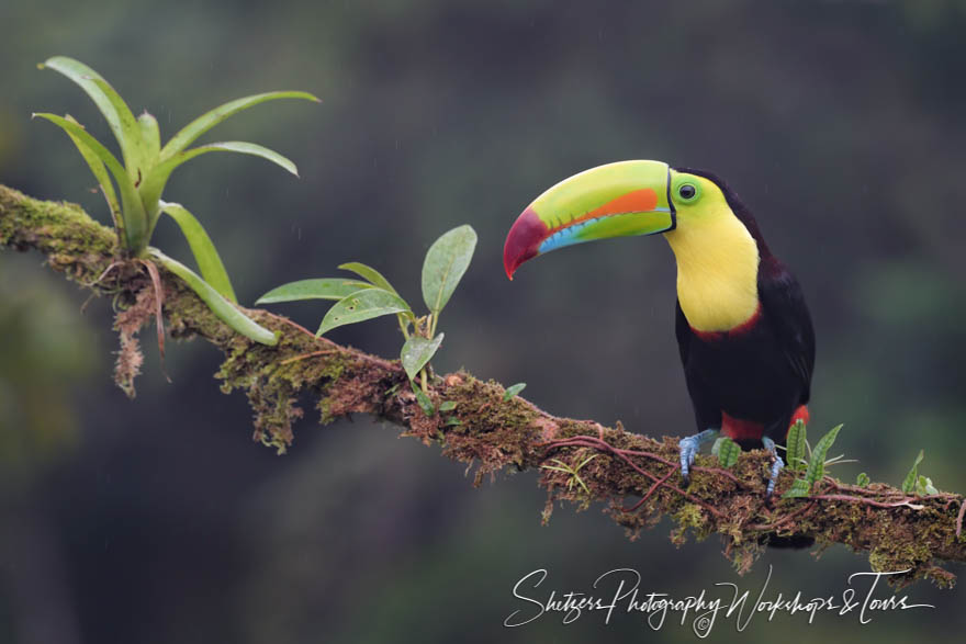 Keel Billed Toucan in the Wild 20190406 054012