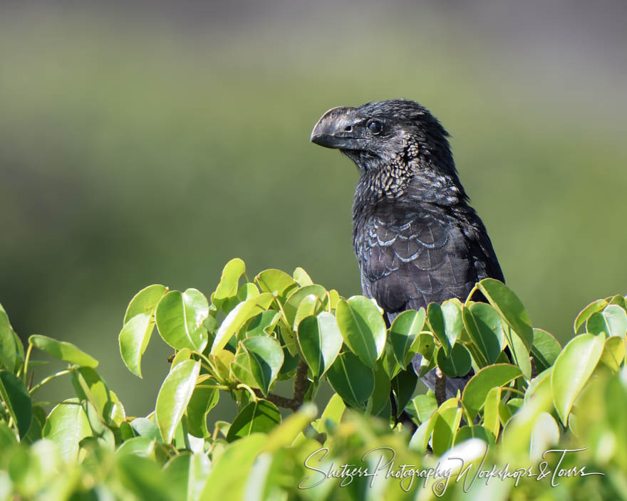 Large Darwin Ground Finch Among Leaves 20200227 073912