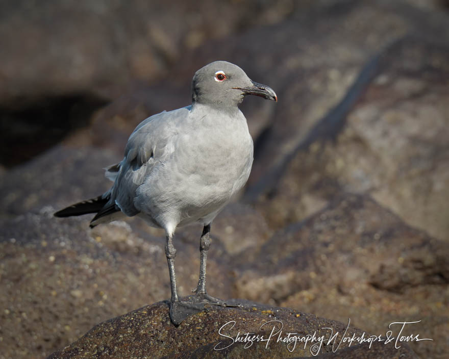 Lava Gull in Galapagos Islands 20200224 073538