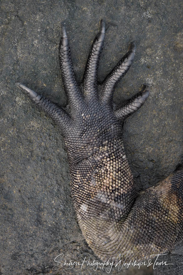Marine Iguana Claws Close Up