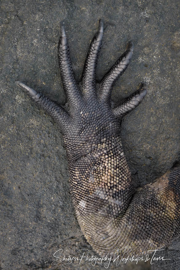 Marine Iguana Claws Close Up 20200304 070617