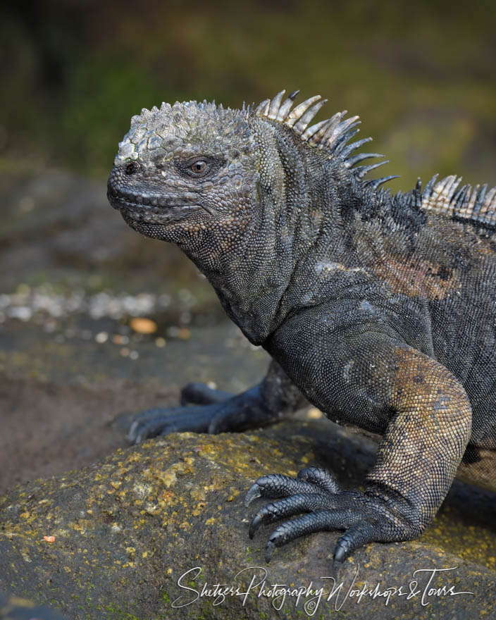 Marine Iguana Close Up 20200304 064524