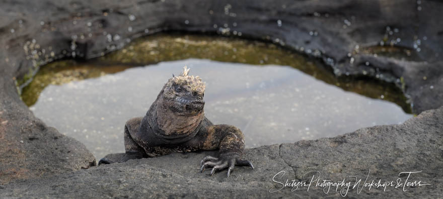 Marine Iguana in Tide Pool 20200304 070736