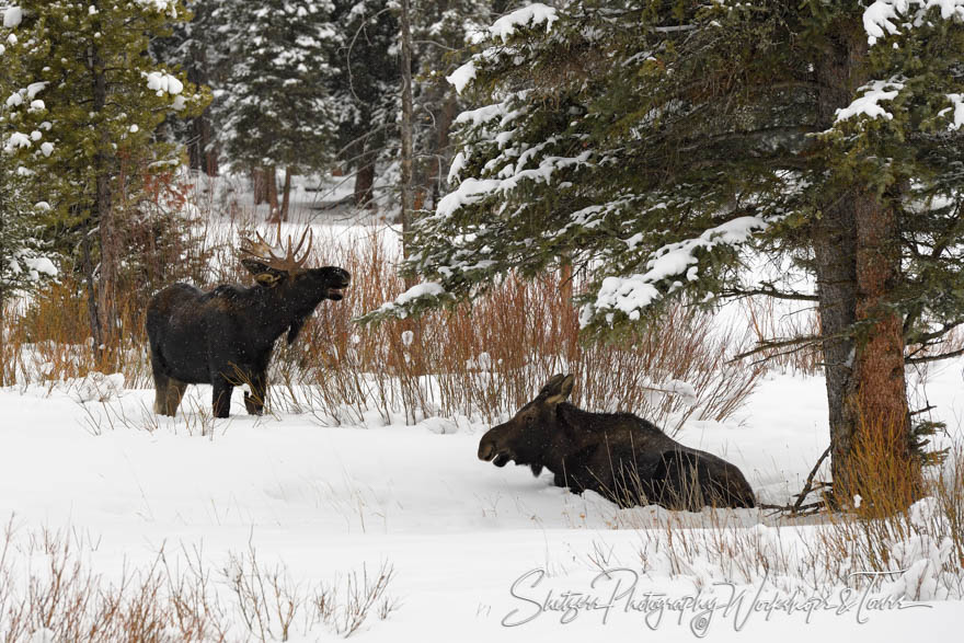 Mated Pair of Moose in the Snow