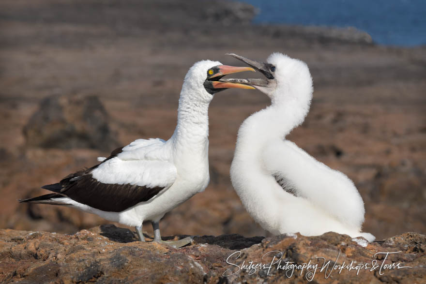 Nazca Boobies on Rocks with Beaks Open 20200303 145347