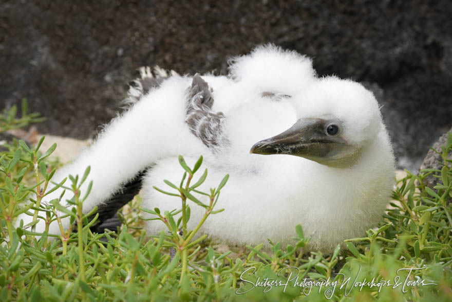 Nazca Booby Chick in the Galapagos