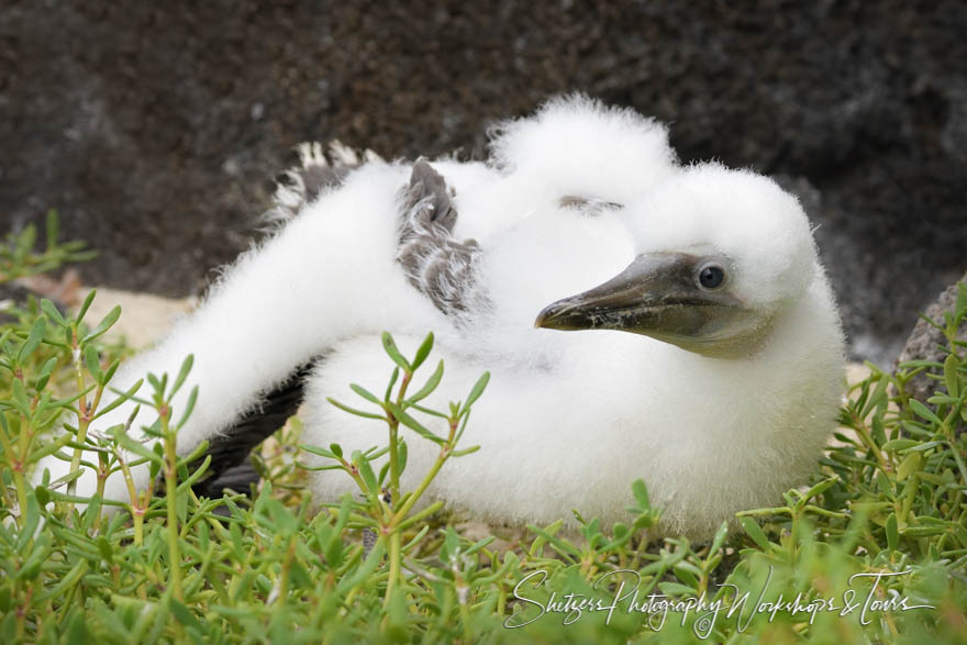 Nazca Booby Chick in the Galapagos 20200303 081651