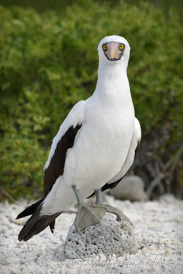 Nazca Booby Close Up 20200303 072642