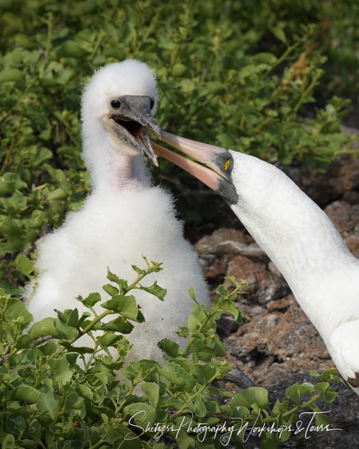 Nazca Booby Grooming Chick