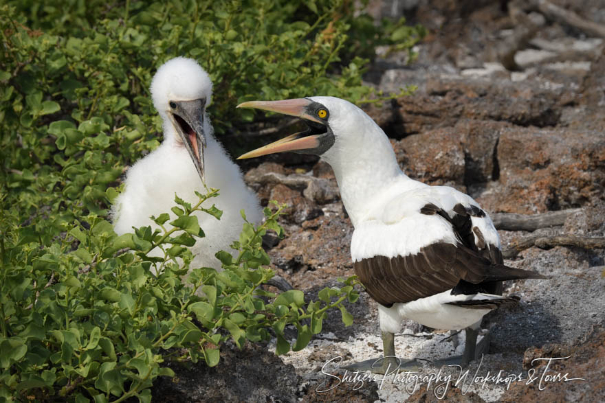 Nazca Booby With Chick