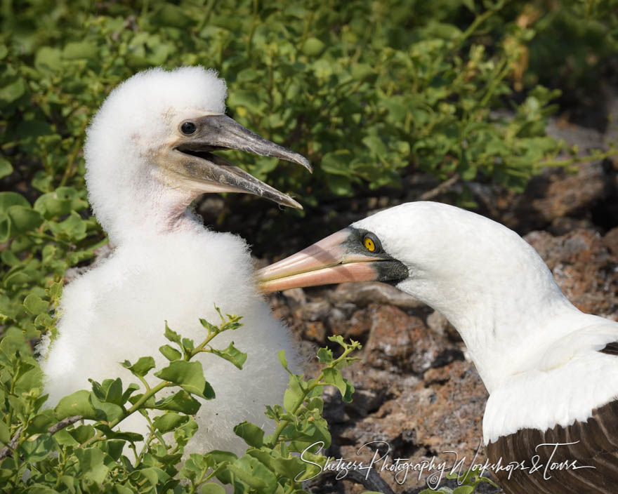 Nazca Booby and Chick in the Galapagos Islands