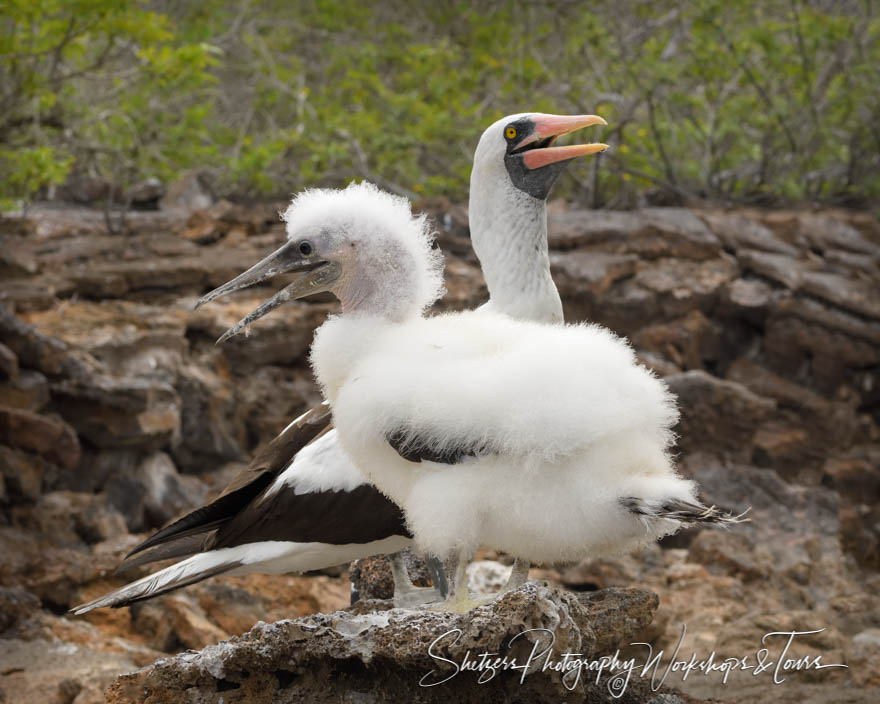 Nazca Booby and Fledgling