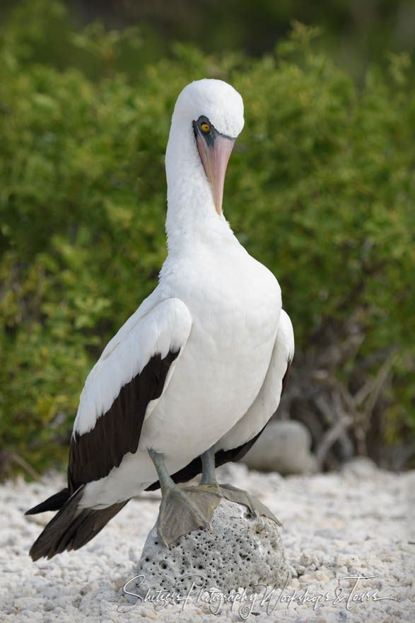 Nazca Booby in the Galapagos