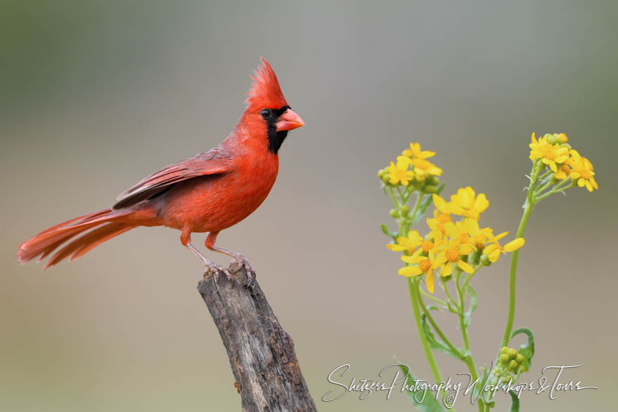 Northern Cardinal With Flowers